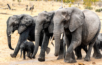 Image # 8184-2 Elephants coming to the water 12x18  IN STOCK