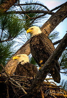 Widgeon Point eagles fall 2022