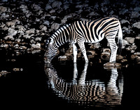 Image # 0819-2  Zebra at Night 11x14  IN STOCK