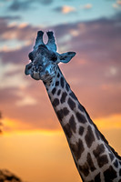 Image # 6636-2    Giraffe at Sunset  11x17   SOLD