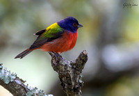 Painted Bunting SC 2023