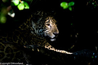 Image # 5671 Jaguar In the shadows 16x30  IN STOCK