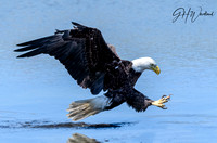 Getting his lunch