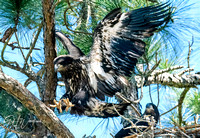 Coming in for quick landing as sibling rates the effort