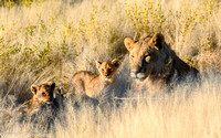 Image 1043-2 Young Male Lion with Cubs in Grass  20x30  IN STOCK