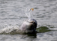 Dolphin feeding birds 2023