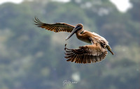Brown pelican approaching