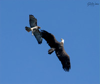 Red tail taking on a Young eagle