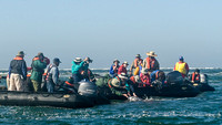 Grey whale calf attracting attention