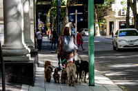 One of many dog walkers in Buenos Aires