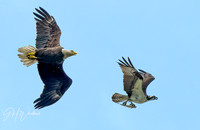 a meal is never easy for an osprey