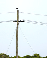 mealtime on an electrical pole
