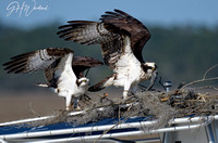 Heading for the lunch spot