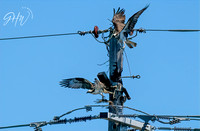 Nest building on this pole isn't going well