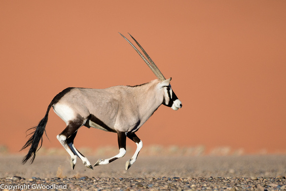 Oryx in the desert