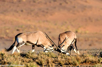 Oryx fighting