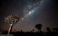 Quiver Tree is actually an aloe plant lasting 2 to 300 years