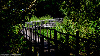 Walkway to lookout tower