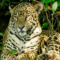 Pantanal 2017