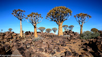 Quiver Trees in Keetmanshoop