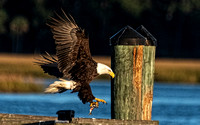 Bald Eagle bringing a fish to a pier