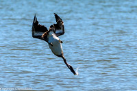 Pelican diving for a catch