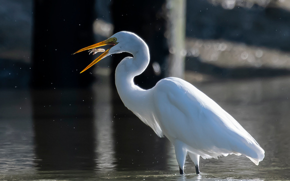 Egret landing a shrimp