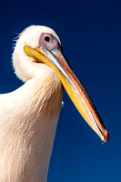 Image # 8067-2 Great White Pelican  12x18  SOLD