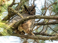 Winding Oak Owls Spring 2024