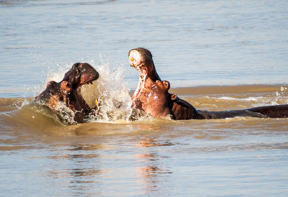 Fighting hippos