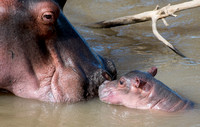 Mom and baby Hippos