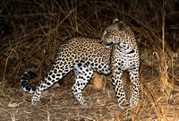 Leopard aware of Hyaenas in the area