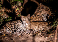 Female Leopard and Cub