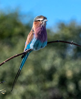 Lilac-breasted Roller