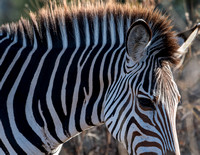 Crawshay's Zebra