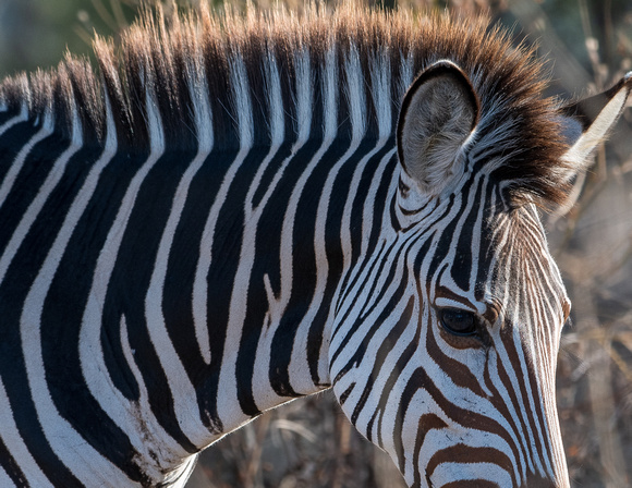 Crawshay's Zebra