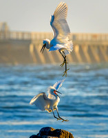 Image # 7363-2  Snowy Egrets Fighting 12x18  IN STOCK