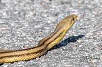 Yellow rat snake, not sure why this is included
