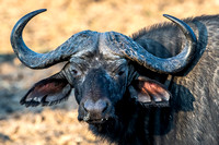 Image # 8158  Cape Buffalo 12x18  IN STOCK