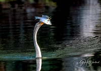 Anhinga spearing dinner or fish on a stick.